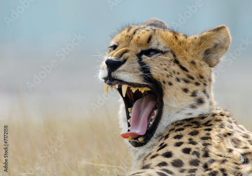 Photo beautiful cheetah