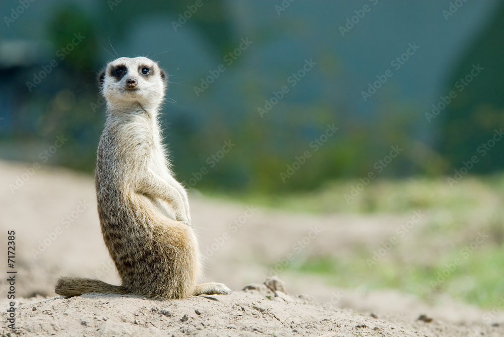 cute meerkat cute meerkat