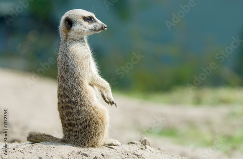 cute meerkat photo
