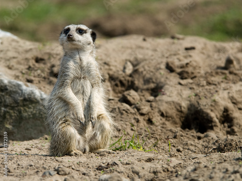 cute meerkat © Eric Gevaert