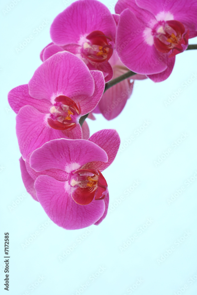 pink orchid pink orchid