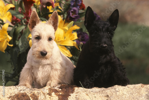 Foto deux chiots scottish terrier
