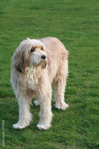 Labradoodle