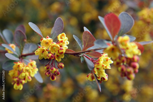 berberis