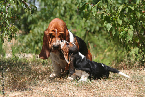 mère et chiot basset hound photo