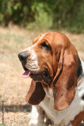 portrait basset hound