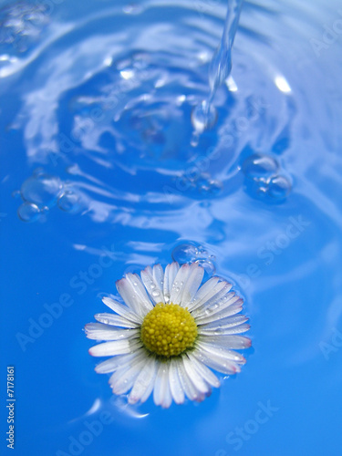 Gänseblume im Wasser