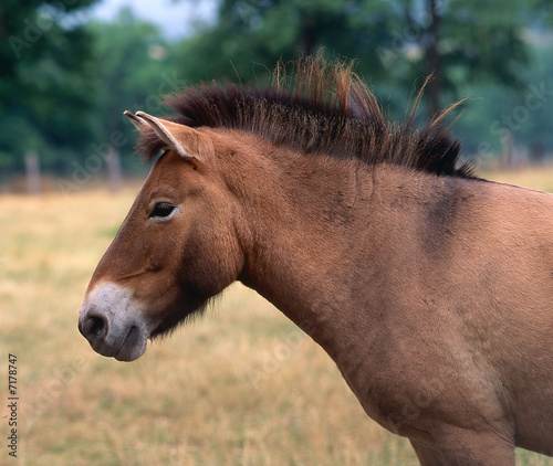 Przewalski-Pferd ,asiatisches Wildpferd