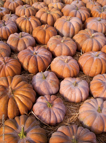 Tas de citrouille