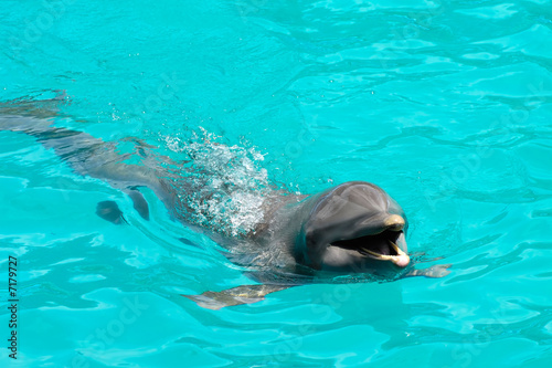 Happy dolphin swimming in blue water © Lars Christensen