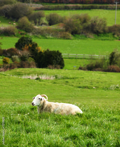 Peaceful sheep sitting in an open field