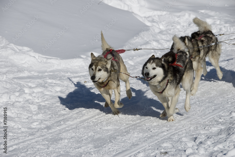 Chiens de traineau