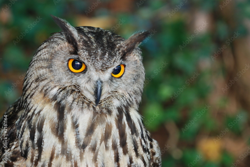 Obraz premium Hibou Grand Duc