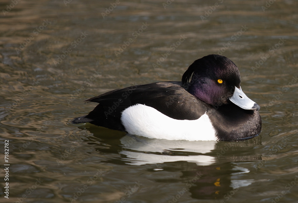 Fototapeta premium Tufted Duck