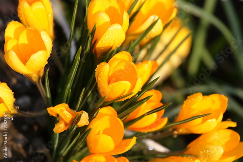 Yellow crocuses