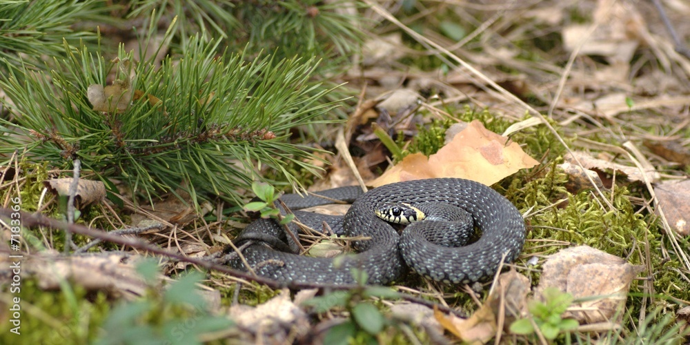 Obraz premium Grass-snake (Natrix natrix)