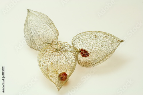 Fotografía Three Cape gooseberry peel