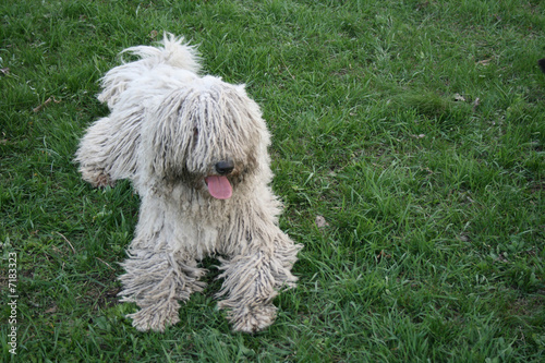 dog laying on grass