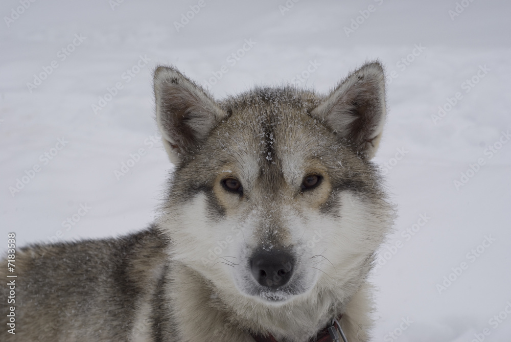 Obraz premium Portrait de chien