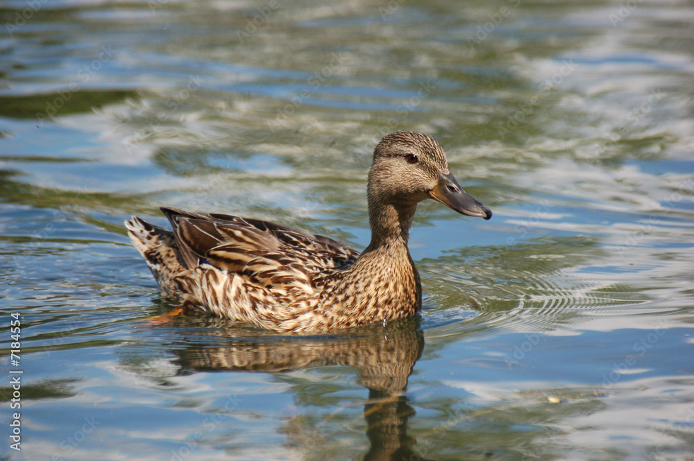 Duck Duck