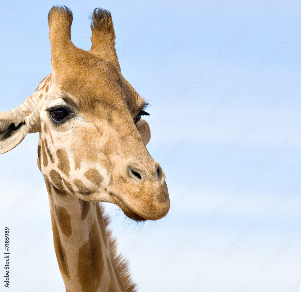 Obraz premium close up of giraffe