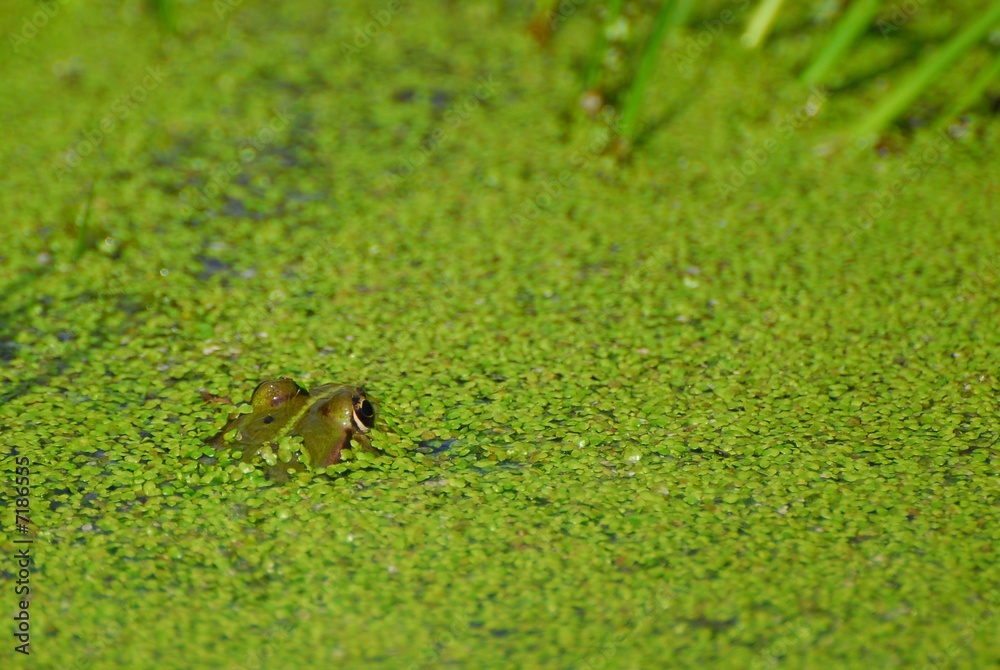 frog frog