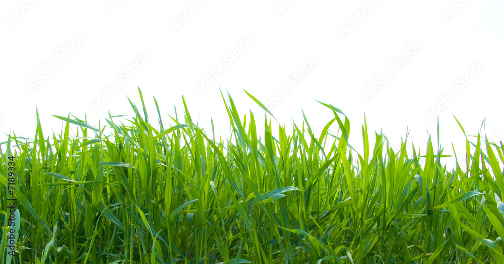 Fototapeta premium green grass on white
