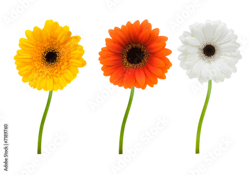 colorful gerbera's