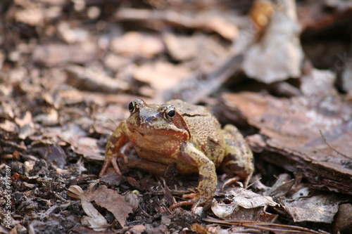 Toad © Look