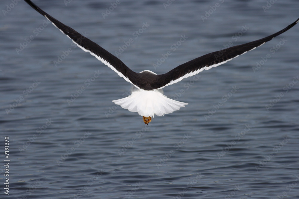 Lesser Black-Backed Gull Lesser Black-Backed Gull