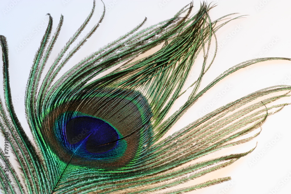 Obraz premium Peacock feather