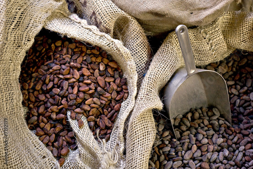 Fève Cacao