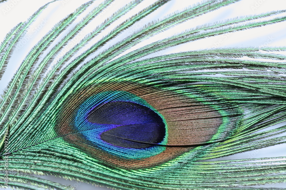 Fototapeta premium Peacock feather
