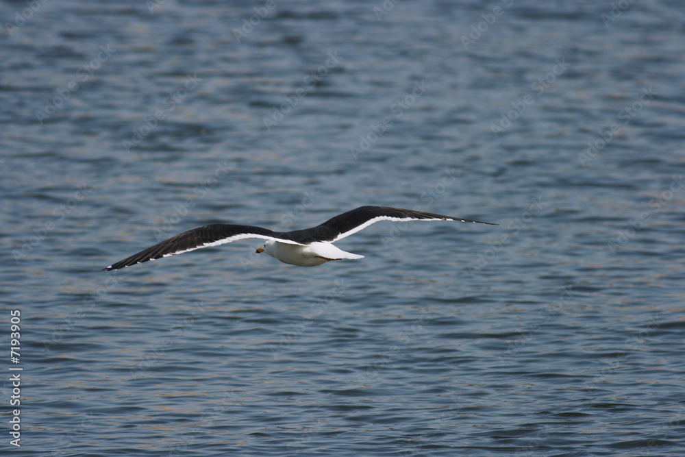 Lesser Black-Backed Gull