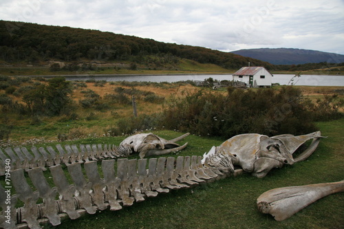 Whale skeletons near Ushuaia, Tierra del Fuego photo