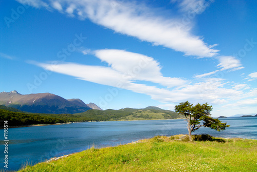 tree shaped by the wind in patagonia