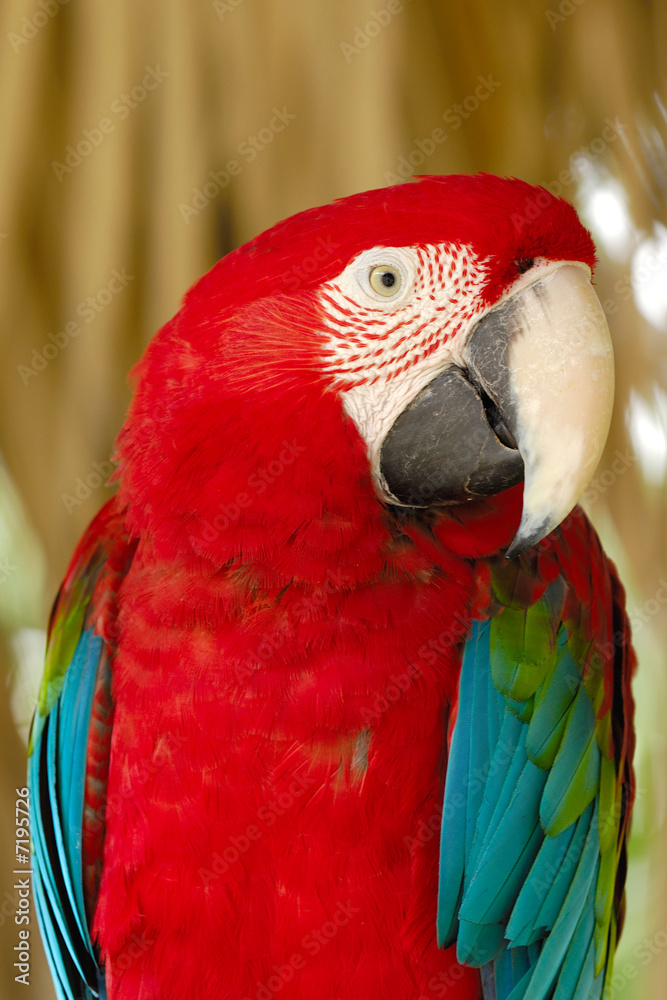 Naklejka premium Parrot is posing