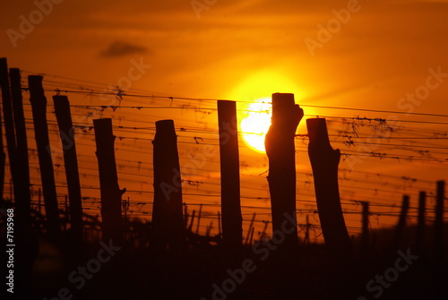 Fotografie Il sole e le vigne