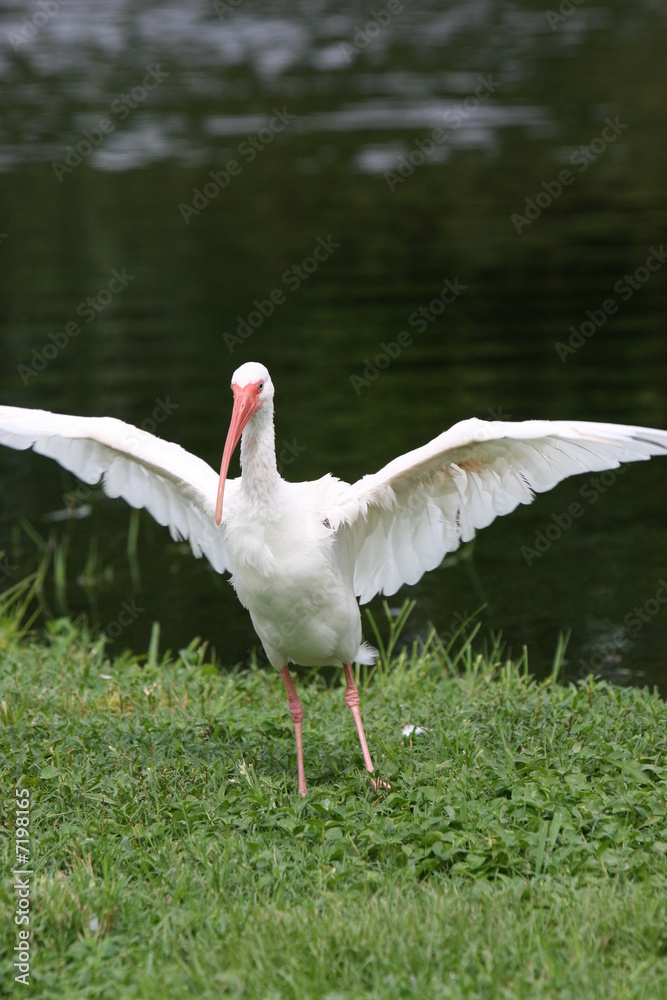 Obraz premium WHITE BIRD PROTECTING NEST