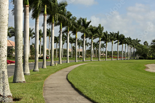 Street and sidewalk lined with palm trees
