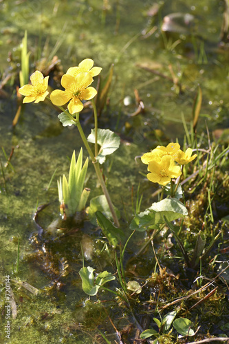 Natur, Pflanzen photo