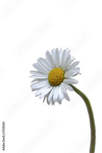 Gänseblümchen