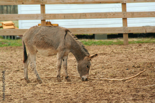 Donkey playing in a barnyard