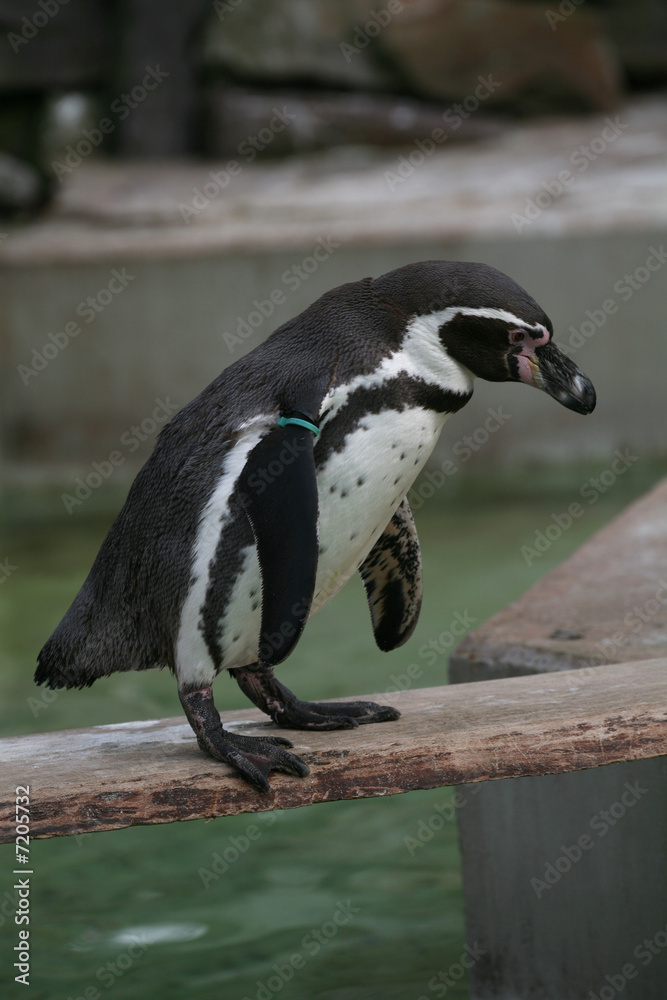 Obraz premium Humboldt-Pinguin