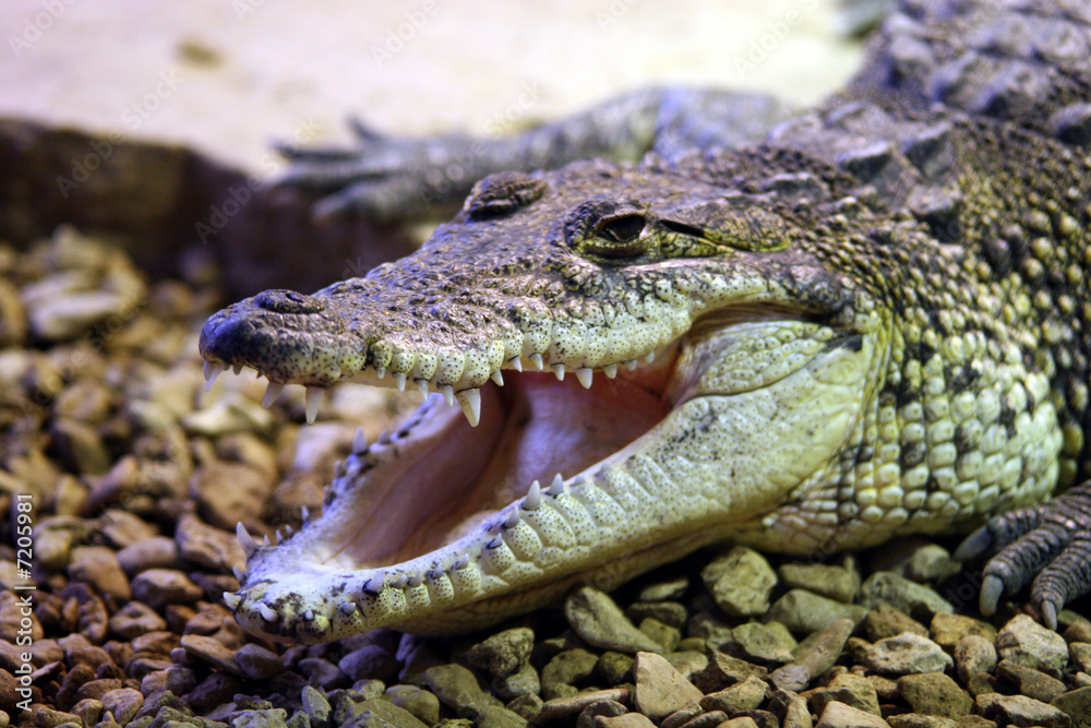 Fototapeta premium Morelet's crocodile
