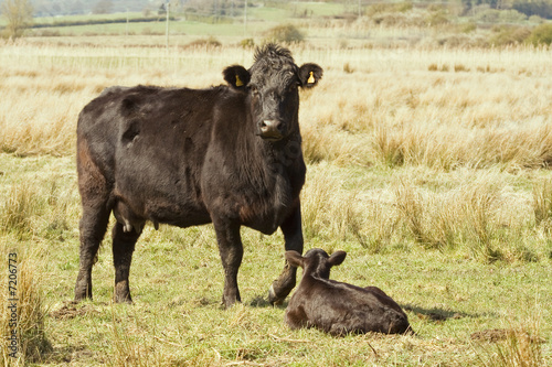 Cow and sleeping calf