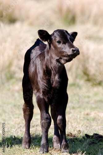 Photo calf