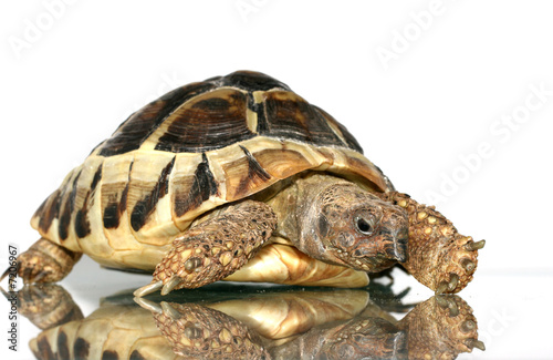 turtle 2