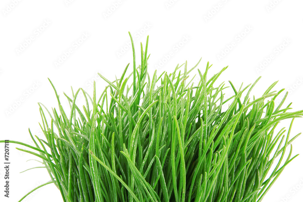 erba erba