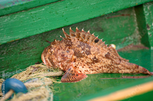 Fischfang Drachenkopf photo